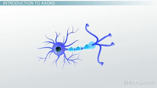Axon Definition, Types & Function
