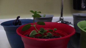 Food Justice Documentary