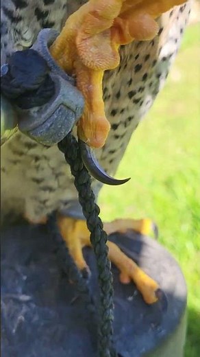 PEREGRINE FALCON FEET AND TALONS!