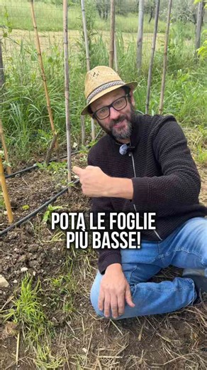 Potatura del pomodoro: come fermare la peronospora con un taglio facilissimo