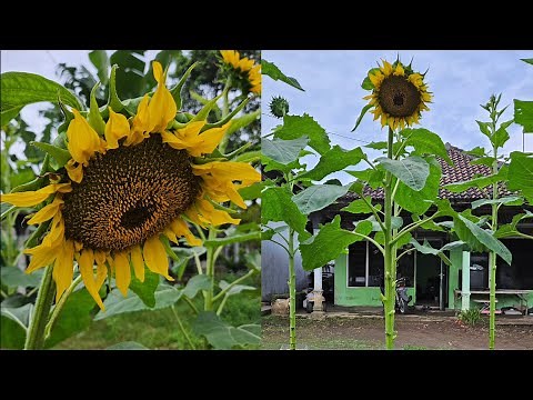 Cara menanam bunga matahari dari benih sampai panen ||How to grow sunflowers from seed to harvest