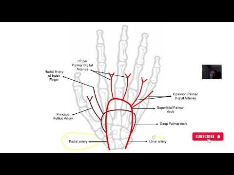 deep palmar arch artery network; Anatomy, Origin, Course, Branches, Supply