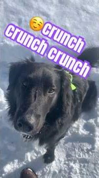 🐶♥️🥰Kibble Crunches Slender Man Shadow and Cool Runnings Bob Sledding #sabbath #servicedog #snow