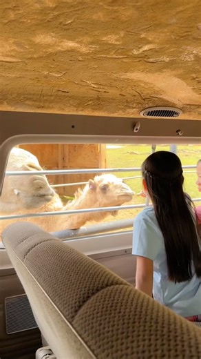 10K views · 144 reactions |  Looking for your next wild adventure? From giraffe feedings to capybara meet-and-greets, Wild Animal Safari in Pine Mountain is where unforgettable memories are made!漣朗  Visit: animalsafari.com | Wild Animal Safari | Facebook