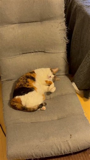 どんな夢を見てるんだろう💤#芽吹き