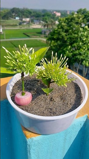 How to propagate white Ixora flowers by cuttings | Ixora plant care