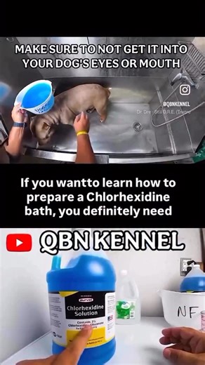 Raul Fagundez on Instagram: "Why Chlorhexidine for your dog? Link in 1st Comment"