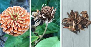 Garden Hacks: 9 Simple Tips for the Garden