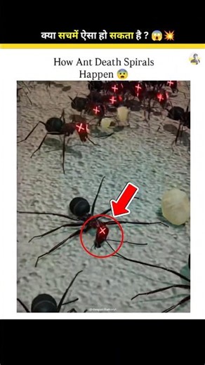 Ants Walk Until Death ? 😱☠️ #shorts #mystery #facts