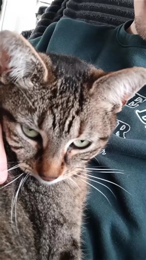 Mon CHAT m'emprisonne 🐱😂 #humour #chat #cutecat