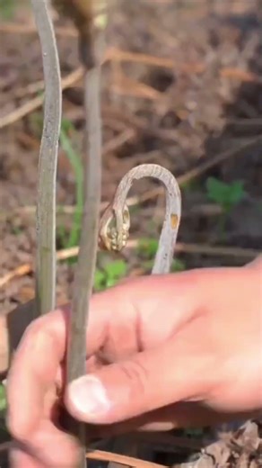 application process for young fern leaves #shorts #farming