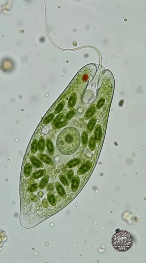 Euglena: Is It a Plant or an Animal?