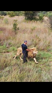 The LIONS and Kevin have a Unique Bond! Find out what happened on Lion Whisperer TV in 2025 here - https://youtu.be/s00hDjG_Evk Check out our merch here - https://thelionwhispererclothing.com/ Check out our new Spotify show here - https://open.spotify.com/episode/0Qrok5ZKI4ubHE9YkukrcK?si=cTFeYgGeRHqUMND7t_59_w | Kevin Richardson