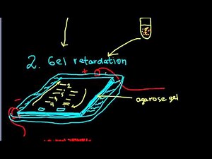 Identifying a protein binding sites on DNA molecule