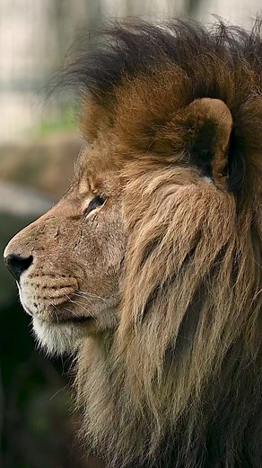 A reel portrait of his royal highness... the king of big cats 🎈 Folly Farm Adventure Park & Zoo #lioness #lions #lionking #africanlion #lionsonly #lionshead #lionsofinstagram #wildlifeaddicts #discoverwildlife #bigcat #bigcats #bigcatsofinstagram #savebigcats #lionportrait #tiger #jaguar #earthcapture #wildlifeonearth #yourshotphotographer #bbcearth #naturephotography #animalplanet #animalphotography #africananimals #animalelite #animalsofinstagram #animalportrait #zoostagram #wildlifeconservat