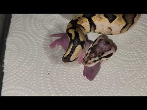Insane Ball Python Crushes A Pink Rat - Warning Live Feeding