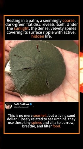 Did You Know Sand Dollars Are Actually Alive? 🐚🌾