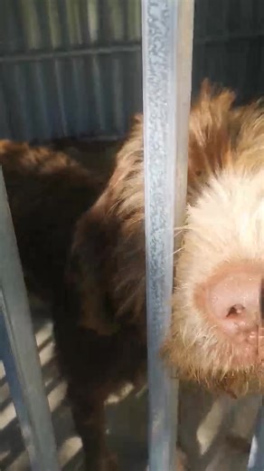 12K views · 133 reactions |  Please help  This poor young GWP...