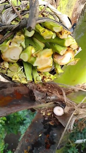 Morning Cut for Fresh Coconut Sap