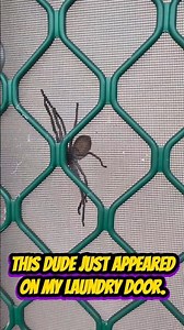 MASSIVE Huntsman Spider 🕷️🕸️🕷️