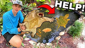 11K views · 498 reactions | REMOVING DANGEROUS SNAPPING TURTLE From BACKYARD POND!! - Bass fishing Productions | Bass fishing Productions Fans | Facebook