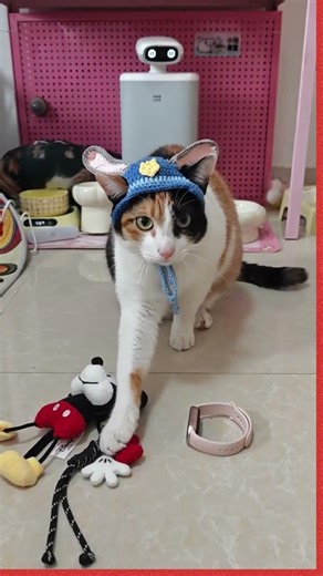 Smart Cat or Dumb Cat