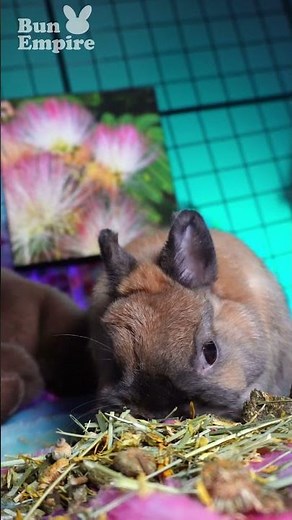 Netherland Dwarf Bunny Nibbling