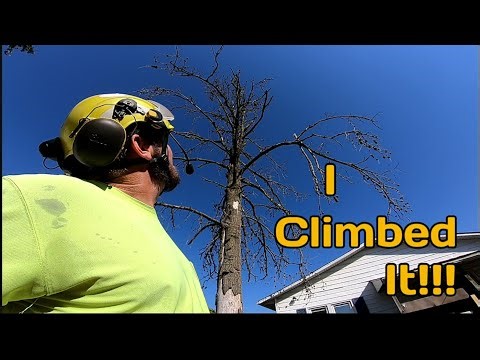 Dangerous, Unsafe Tree Removal - So We Climbed It!