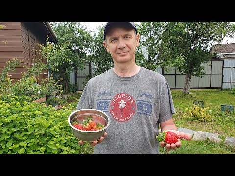 The Results of Our Dacha Summer Season 2025