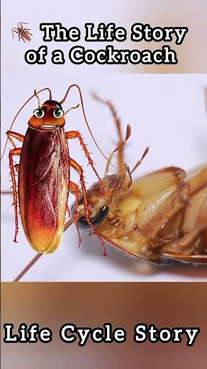 🪳 The Life Story of a Cockroach | Life cycle story. #facts #animals #travel