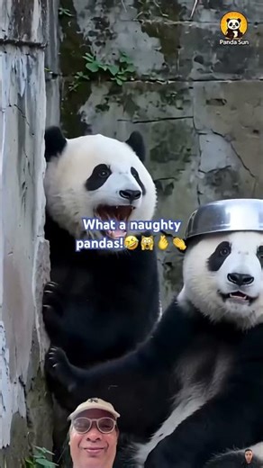 The pandas tried trending firework!