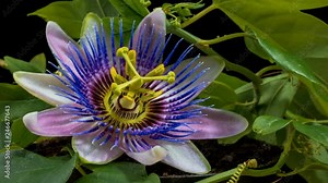 Time lapse of the opening and closing of a flower Passiflora 4k. Loop Stock Video