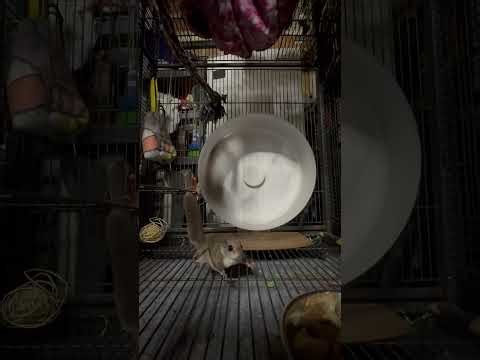 Southern flying squirrels’ playful wheel routine in Merrick, New York, USA