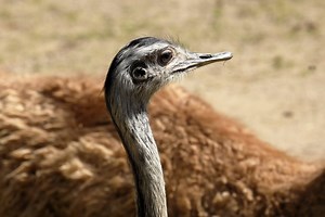 Tierpflegerin aus dem Zoo Dortmund gibt Einblicke hinter die Kulissen