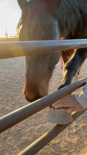 He requests a foot massage 😂😂😂 | Scout's Trail