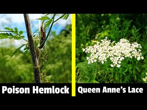 Poison Hemlock vs. Queen Anne's Lace (Wild Carrot): 3 Differences to Identify