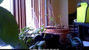 Mesmerizing Growth of a Pinto Bean