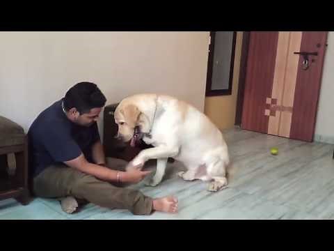 Chaddi Buddy - A Labrador Short Film