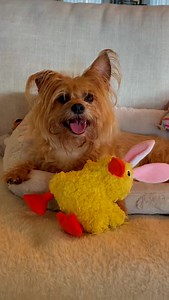 No music, just the sound of despair 😂 Wait for the GULP of all gulps. #pippadog #gulp #threeleggeddog #rescuedog | Jeanie & Pippa; Two 3-Legged Dogs