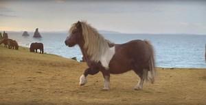 As Soon As The Farmer Leaves, The Pony Starts Dancing! Hilarious!