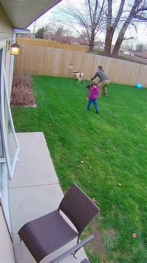 Springbok Charges Child 鈥� Owner Scares It Away! 馃鈽€锔�