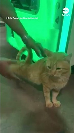 Prize surprise: Sleepy cat emerges from claw machine | ABC News