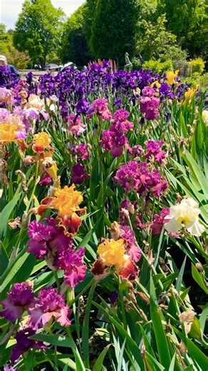 京都府立植物園 :ジャーマンアイリスとジャーマンアヤメ