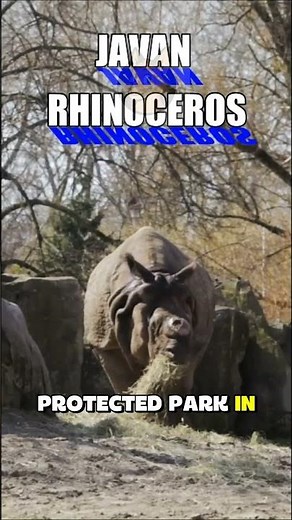 5 Rarest Animals on Earth You’ve Never Seen Before!