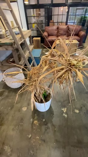 Reviving Dead Plants: A Vintage Home Improvement Guide