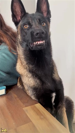 #dog #animals #fyp #belgianmalinois