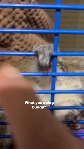 Berry is looking like a normal squirrel now. When he was about five weeks old, I thought for sure he was going to be some type of dwarf by the shape of his face. | Little Bit Wildlife Rescue