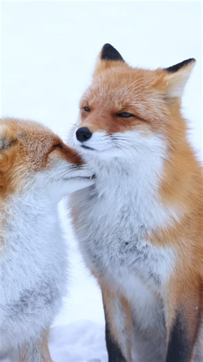 うるふぉ on Instagram: "🦊🦊🦊fox 2025/12 キタキツネ canon R5 markⅱ RF100-500mm F4.5-7.1 L IS USM #キツネ #fox #volpe #fuchs #여우 #狐狸 #キタキツネ #キツネ好きな人と繋がりたい #かわいい #写真好きな人と繋がりたい#動物写真 #動物が好きな人と繋がりたい #アニマルフォト#動物好き #癒されたい#かわいい動物#ナチュラルフォト #動物園 #fox #redfox #animals #foxlovers #foxlove #foxes_club #foxes_club_reels #best_foxs #foxes #_foxcommunitys"