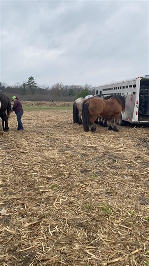 Great day at the plow day in Michigan #plowing #horses #plowdays | Jerry Carrick