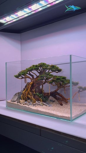 Simple Bonsai Aquascape Designs | Budget-Friendly Aquascaping Ideas